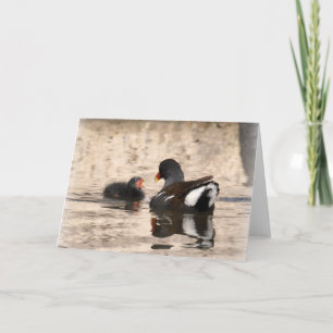 Moorhen en Chick Kaart