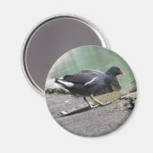 Moorhen Magnet (Voorkant / Achterkant)