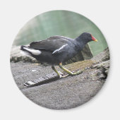 Moorhen Magnet (Voorkant)