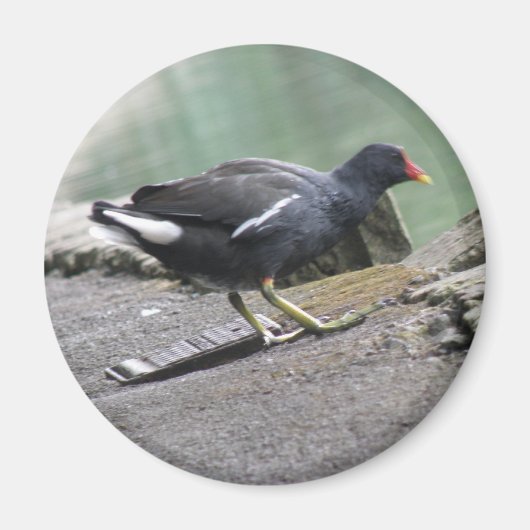 Moorhen Magnet (Voorkant)