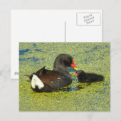 Moorhen met Baby Briefkaart (Voorkant / Achterkant)