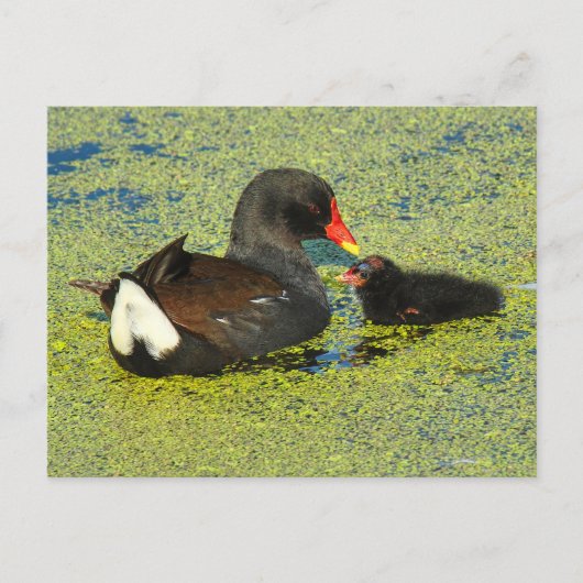 Moorhen met Baby Briefkaart (Voorkant)
