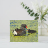 Moorhen met Baby Briefkaart (Staand voorkant)