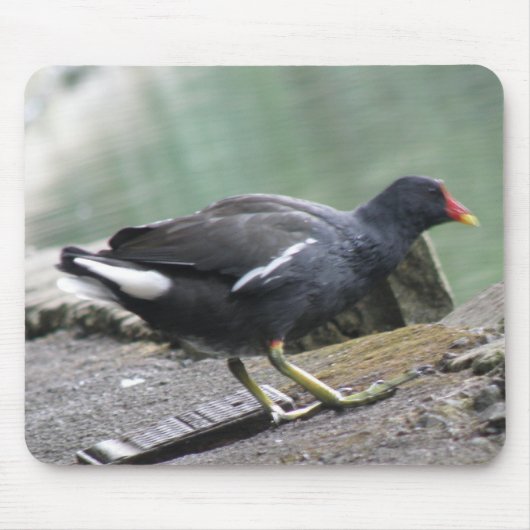 Moorhen Mousepad Muismat (Voorkant)