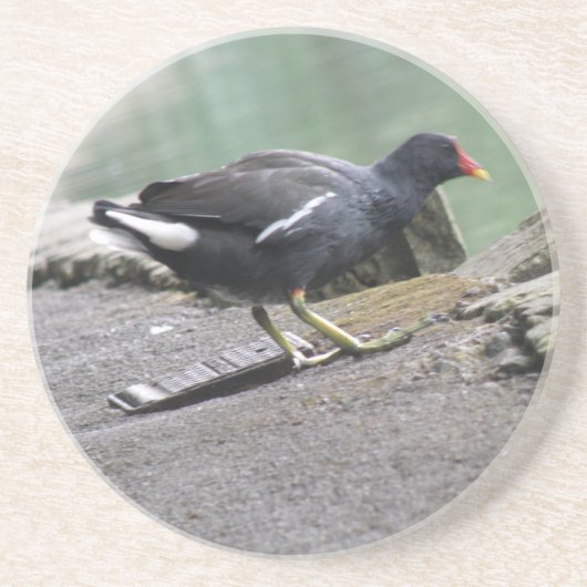 Moorhen Onderzetters (Voorkant)