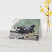 Moorhen Wenskaart Kaart (Gele Bloem)