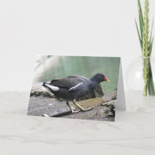 Moorhen Wenskaart Kaart