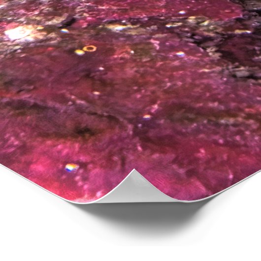 Moorish Idol and Wrasse Poster (Hoek)