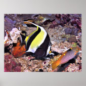Moorish Idol and Wrasse Poster (Voorkant)
