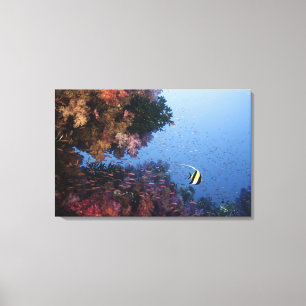 Moorish Idol Canvas Afdruk