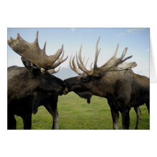 Moose