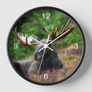 Moose