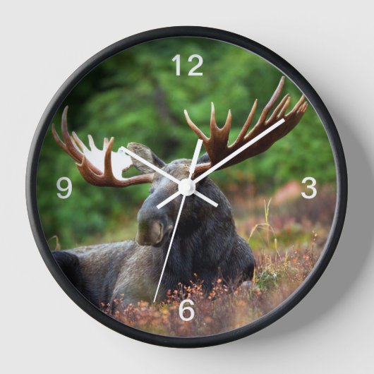 Moose (Voorkant)
