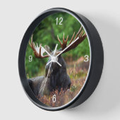 Moose (Hoek)