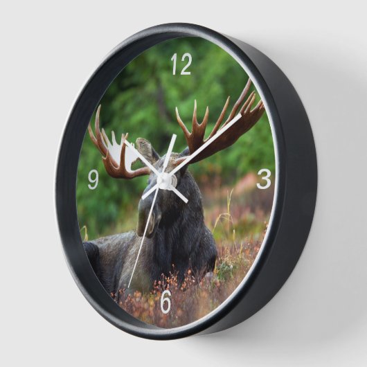 Moose (Hoek)