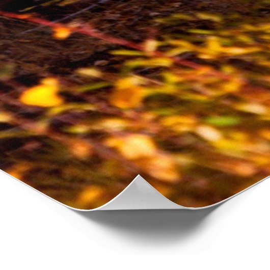 Moose (Alces Alces Alces) Bull in Golden Willows 2 Poster (Hoek)