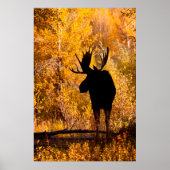 Moose (Alces Alces Alces) Bull in Golden Willows 2 Poster (Voorkant)
