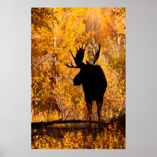 Moose (Alces Alces Alces) Bull in Golden Willows 2 Poster
