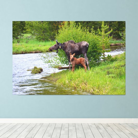 Moose And Calf Colorado River Canvas Afdruk (Insitu (Houten vloer))