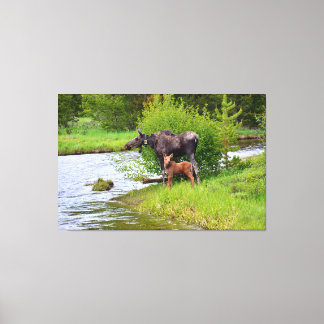 Moose And Calf Colorado River Canvas Afdruk