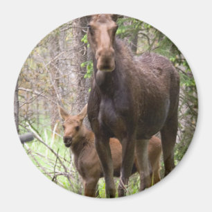 Moose Animal Forest Peace Destiny Magneet
