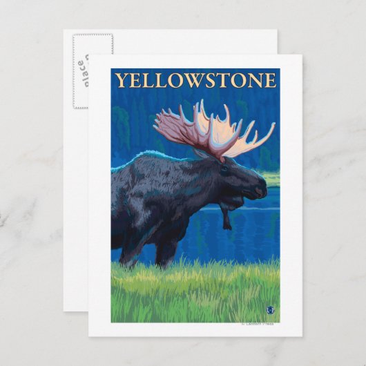 Moose at Night - Yellowstone National Park Briefkaart (Voorkant / Achterkant)