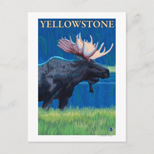 Moose at Night - Yellowstone National Park Briefkaart (Voorkant)