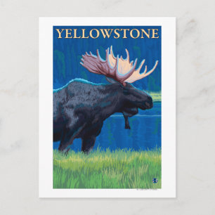 Moose at Night - Yellowstone National Park Briefkaart