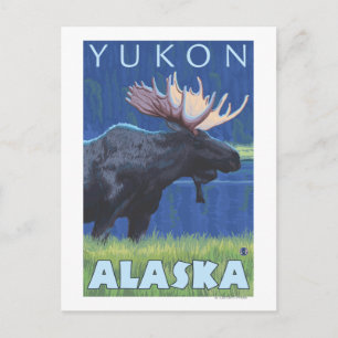 Moose at Night - Yukon, Alaska Briefkaart