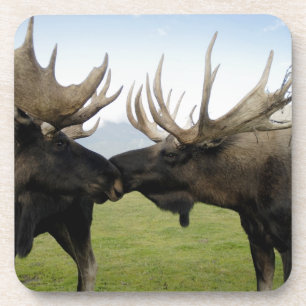 Moose Bier Onderzetter