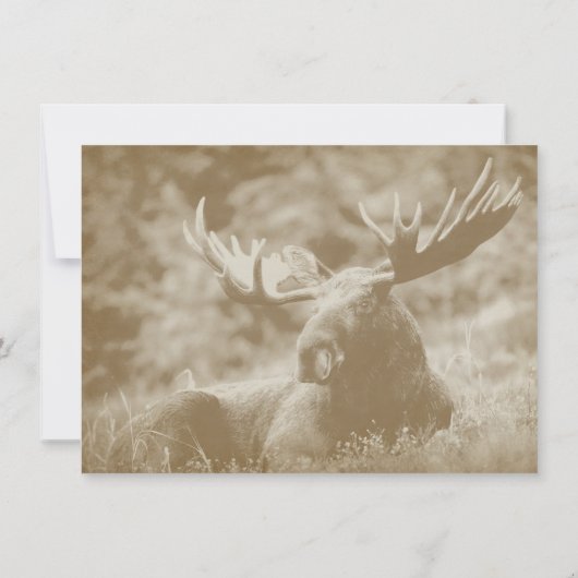 Moose Big Game Wildlife Antlers Weddenschap Kaart (Achterkant)