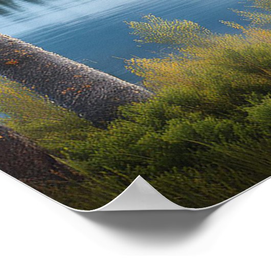 Moose bij Lake 1 Poster (Hoek)