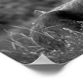 Moose Black White Photo Modern Rustic Cabin Poster (Hoek)