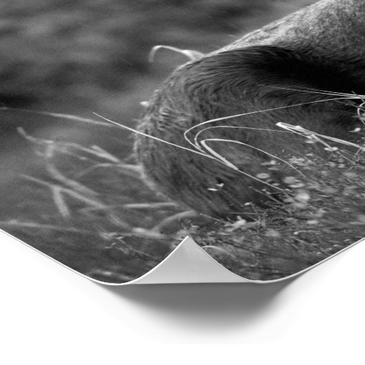 Moose Black White Photo Modern Rustic Cabin Poster (Hoek)