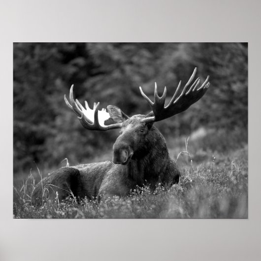 Moose Black White Photo Modern Rustic Cabin Poster (Voorkant)