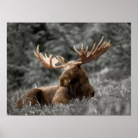 Moose Black White Photo Monochromatische Rustic