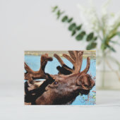 Moose Briefkaart (Staand voorkant)
