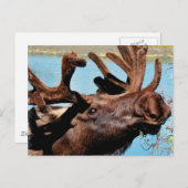 Moose Briefkaart (Voorkant / Achterkant)