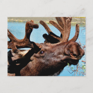 Moose Briefkaart