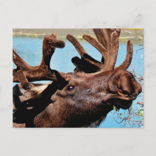 Moose Briefkaart (Voorkant)
