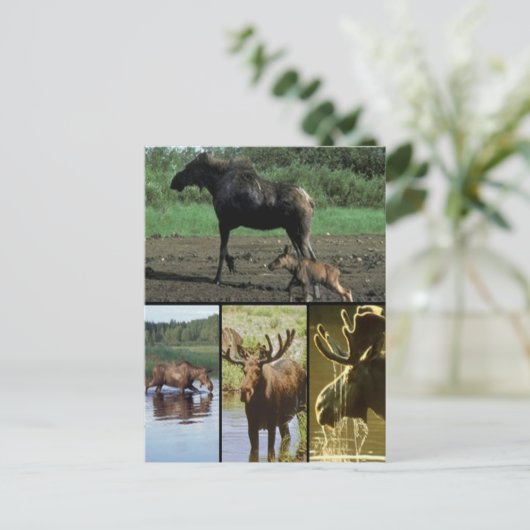 Moose Briefkaart (Staand voorkant)