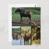 Moose Briefkaart (Voorkant / Achterkant)