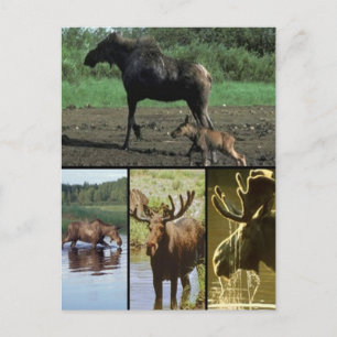 Moose Briefkaart