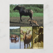 Moose Briefkaart (Voorkant)