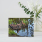 Moose Briefkaart (Staand voorkant)