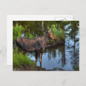 Moose Briefkaart (Voorkant / Achterkant)