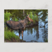 Moose Briefkaart (Voorkant)
