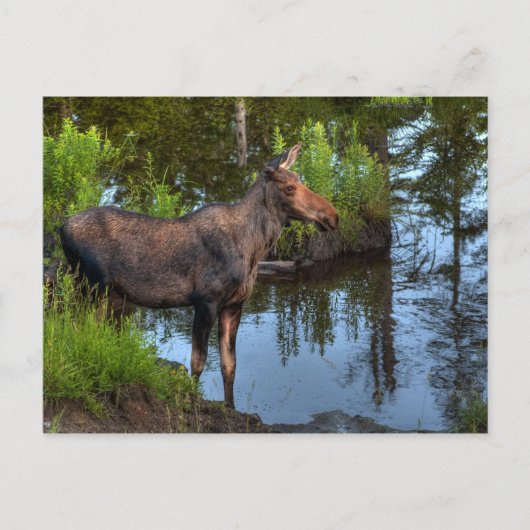 Moose Briefkaart (Voorkant)