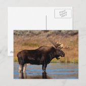 Moose Briefkaart (Voorkant / Achterkant)