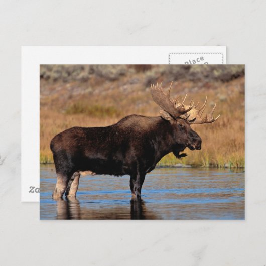 Moose Briefkaart (Voorkant / Achterkant)
